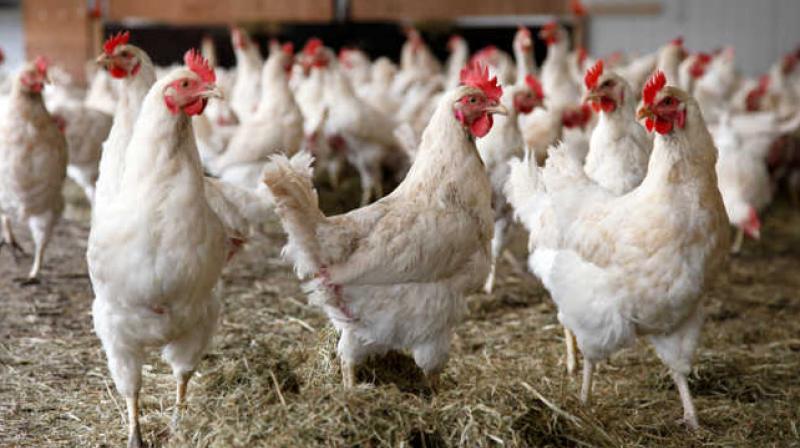 Hamirpur shopkeepers give cock to bpl ration card holders free Hamirpur shopkeepers give cock to bpl ration card holders free