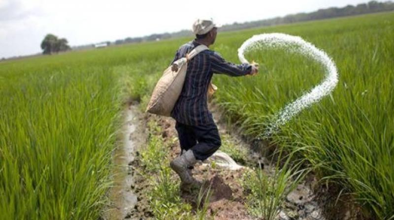 Punjab ranks first in consumption of fertilizers Punjab ranks first in consumption of fertilizers