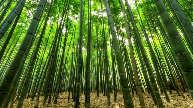 Why is bamboo evil? Why is bamboo evil?