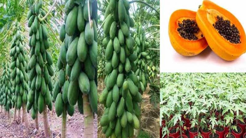 Papaya Agriculture Papaya Agriculture