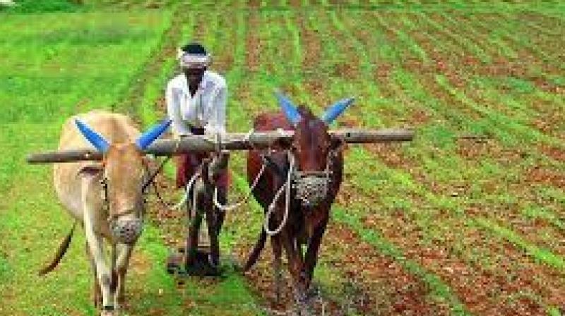 Farmer Farmer