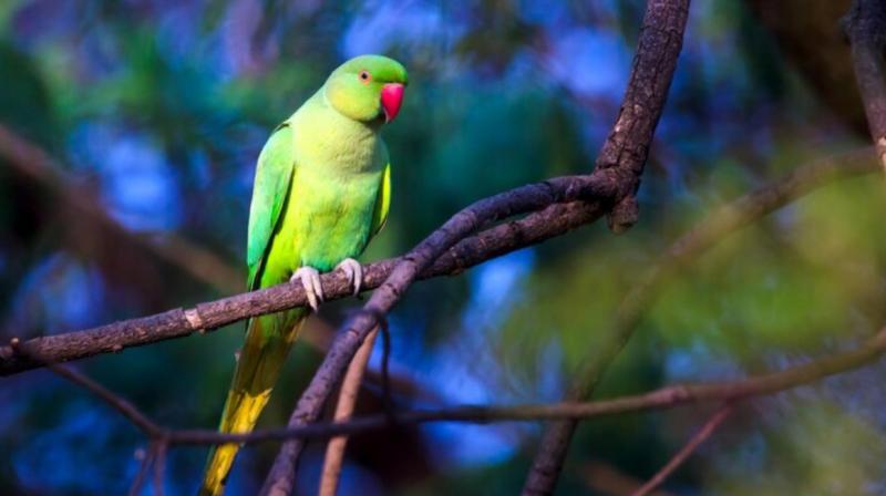 A caged parrot said, I am sad...... A caged parrot said, I am sad......