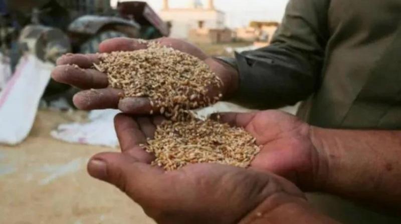 Centre relaxes norms for purchase of wheat in Punjab Centre relaxes norms for purchase of wheat in Punjab
