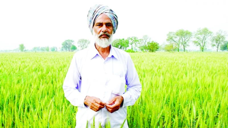 Farmer Farmer