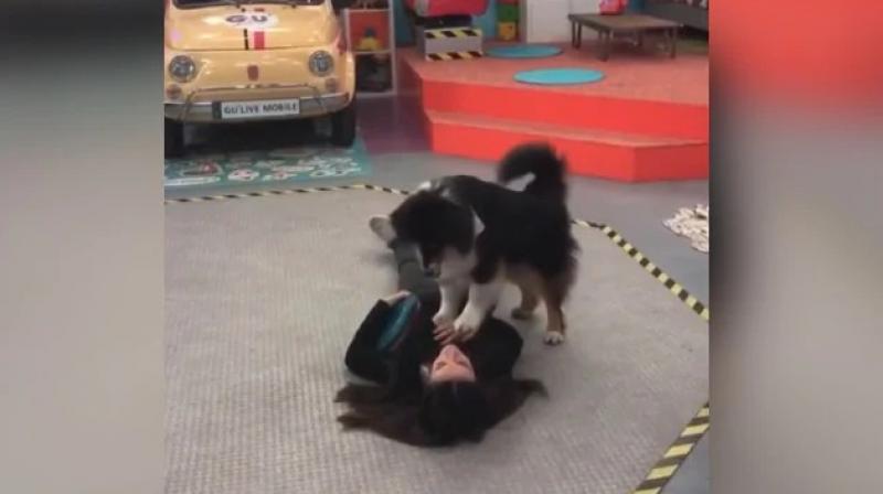 Dog Performing CPR