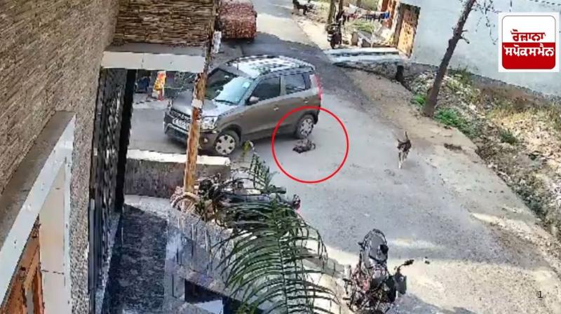 Retired policeman brutally crushed sleeping puppy under car 4 times Retired policeman brutally crushed sleeping puppy under car 4 times
