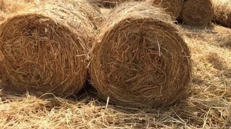 uses of straw uses of straw