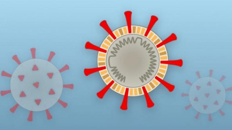 corona virus corona virus