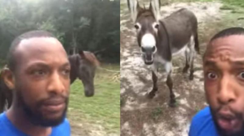 donkey sing a the lion king theme song with his owner video viral