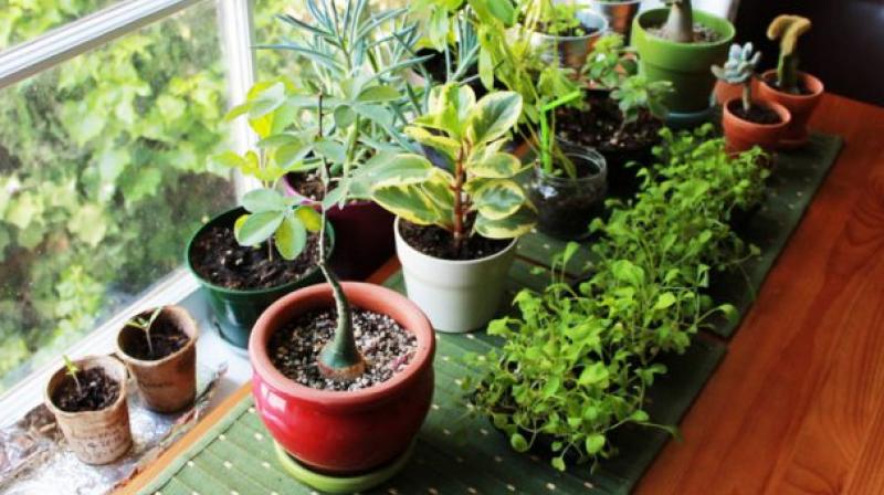 Plants Plants