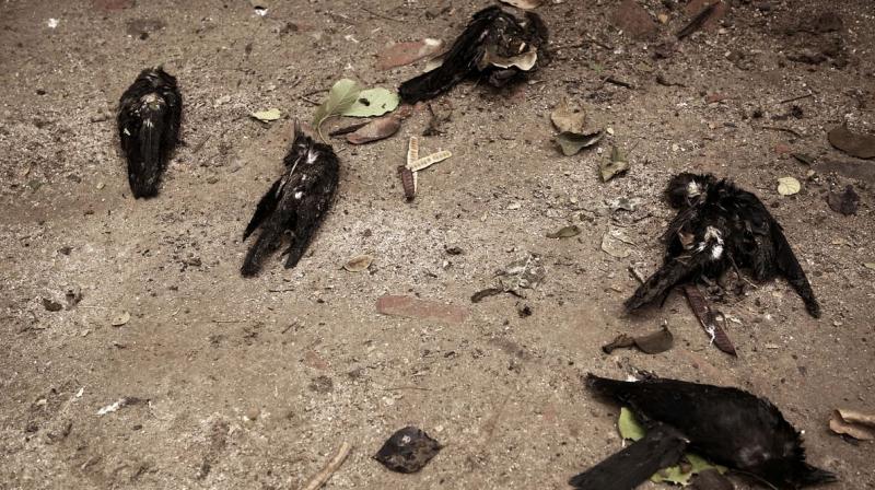 Crow Crow