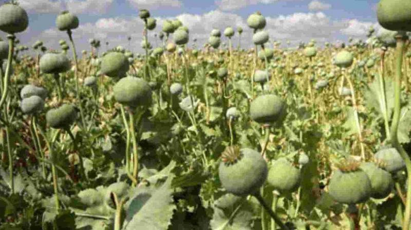Opium cultivation Opium cultivation