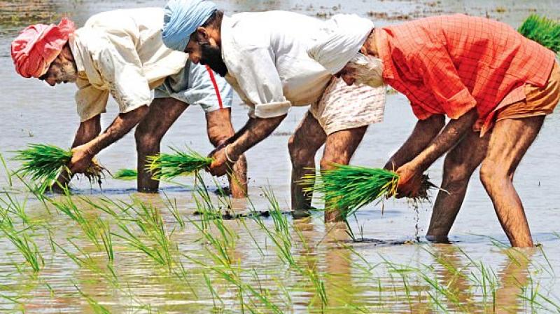 Paddy plantation Paddy plantation
