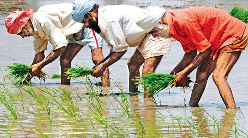 Paddy plantation 