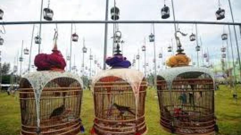 Bird Singing Competition Bird Singing Competition