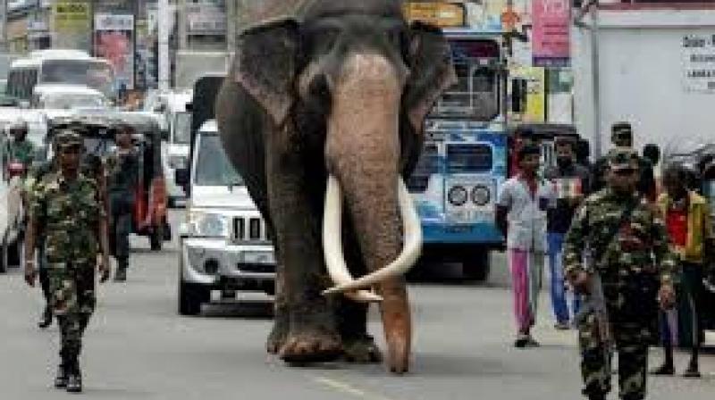 Nadungamuwa Raja Elephant security