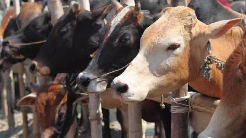 A man beaten to death by mob in Rajasthan over the suspicion of Cow Trafficking