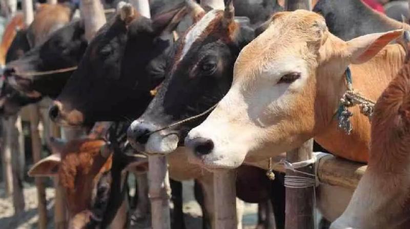 A man beaten to death by mob in Rajasthan over the suspicion of Cow Trafficking A man beaten to death by mob in Rajasthan over the suspicion of Cow Trafficking