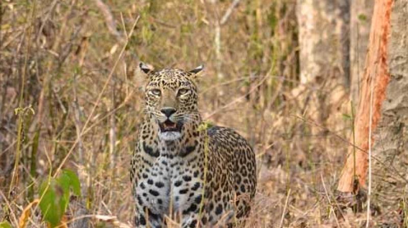 A five-year-old girl was killed in a leopard attack in Shimla A five-year-old girl was killed in a leopard attack in Shimla