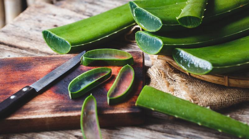 Aloe vera 