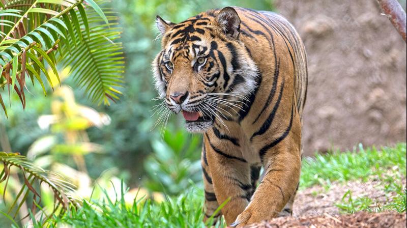 Tiger Tiger