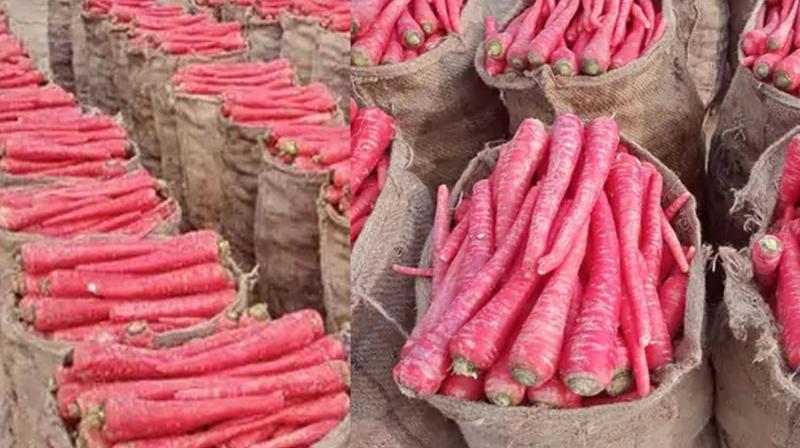 A farmer became rich by cultivating carrots sri ganganagar news in punjabi 