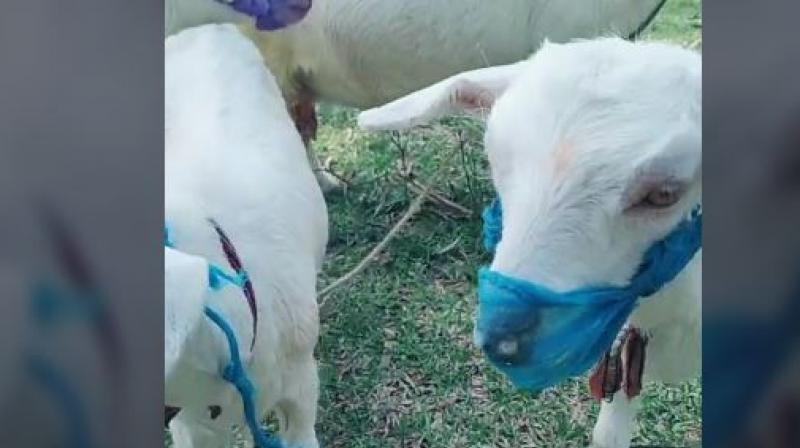Tiktok video viral of a goat wearing mask due to corona virus Tiktok video viral of a goat wearing mask due to corona virus