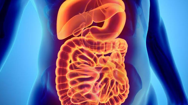 Digestive system Digestive system