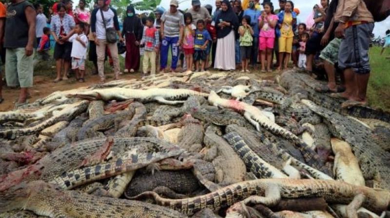  crocodiles killed