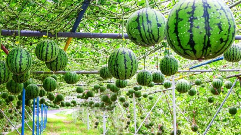 How to do Watermelon Cultivation How to do Watermelon Cultivation
