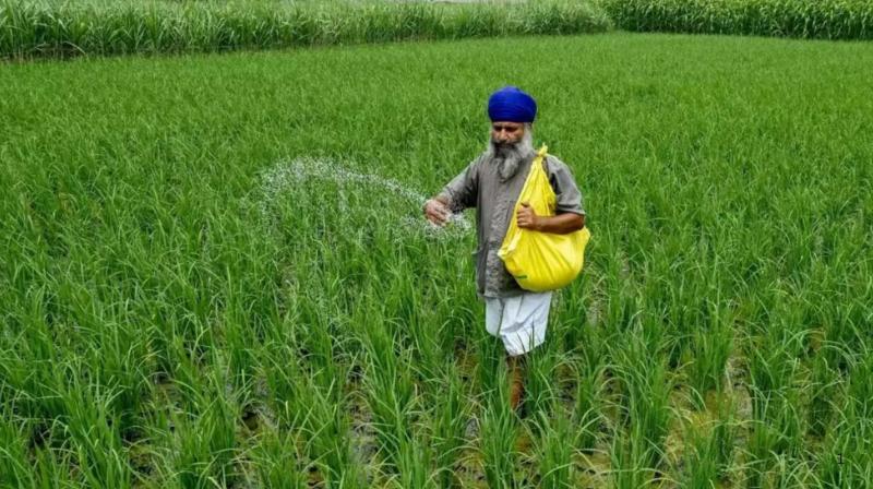Low water usage, global demand turn farmers towards basmati Low water usage, global demand turn farmers towards basmati