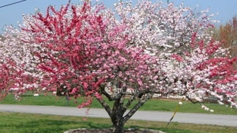 40 different fruits tree