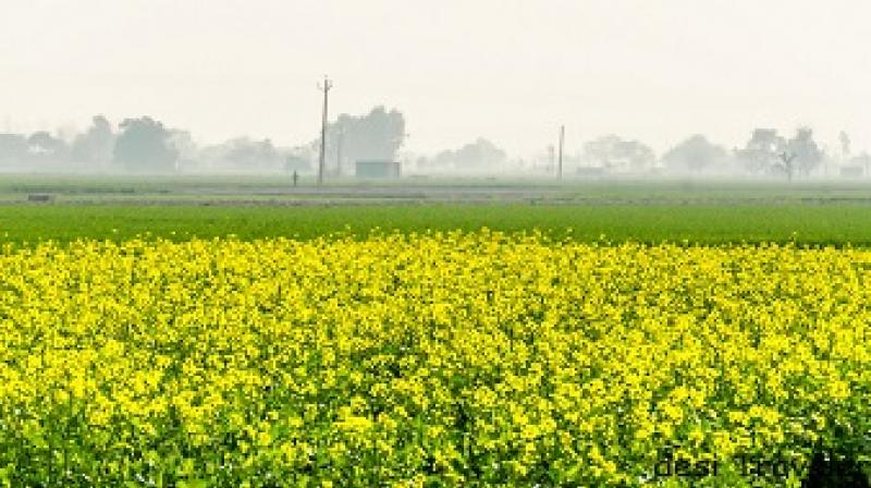 Field Field
