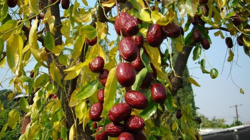 Jujube Farming Jujube Farming