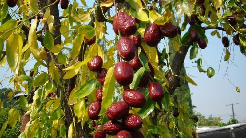 Jujube Farming