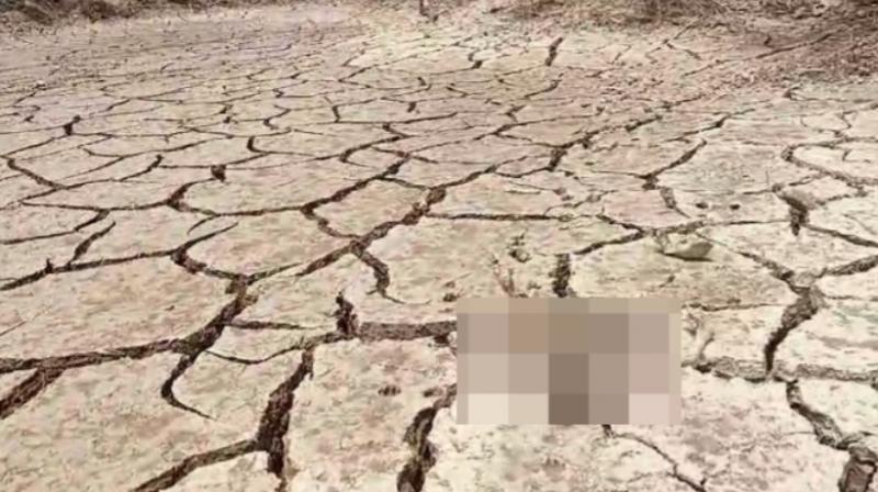 Barasinghas death in Pinjore due to drought in dam Barasinghas death in Pinjore due to drought in dam