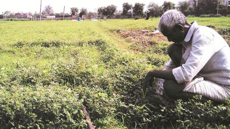 farmers latest news with new maharashtra offer farm loan