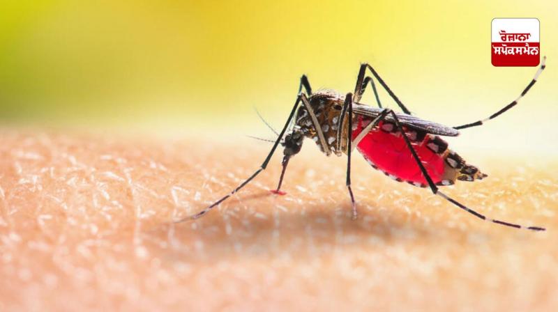 Follow these home remedies to protect yourself from mosquitoes Follow these home remedies to protect yourself from mosquitoes