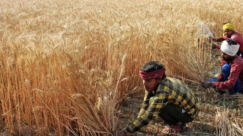 India better prepared than Pakistan to handle climate shocks in wheat crop 