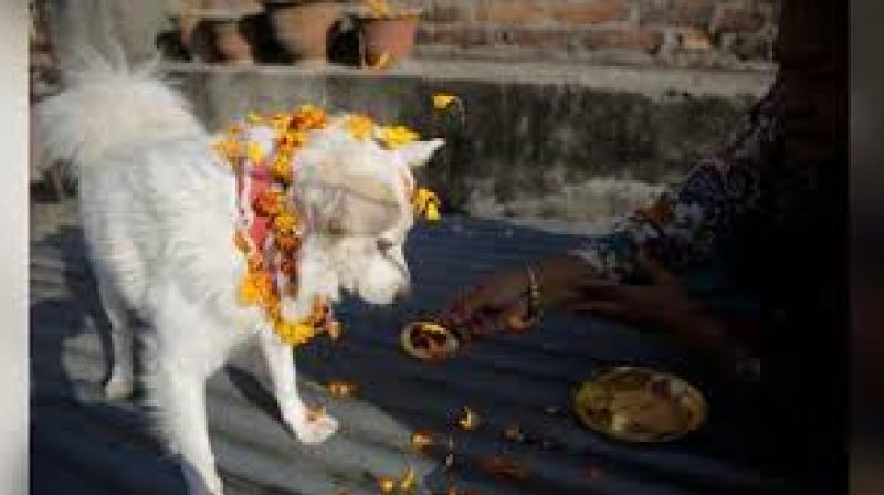Dog Worship Festival Dog Worship Festival