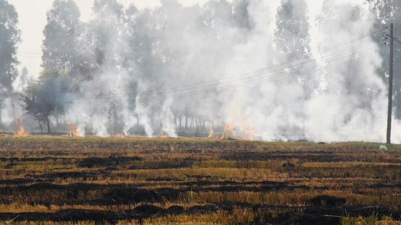 Punjab sees 1,238 farm fires