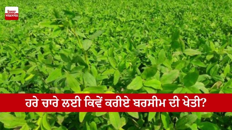 How to do bersim farming for green fodder? How to do bersim farming for green fodder?