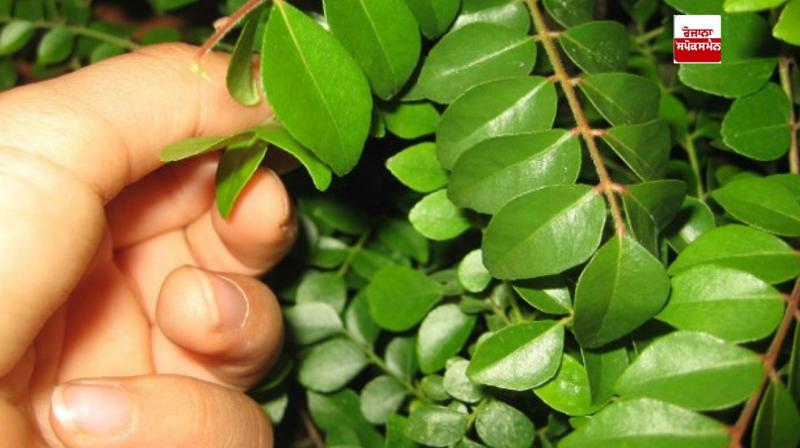 Curry leaf water is very beneficial for health Curry leaf water is very beneficial for health