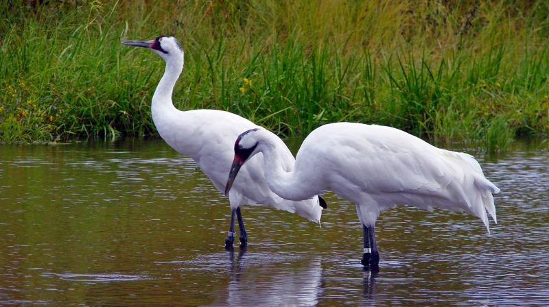 crane bird crane bird