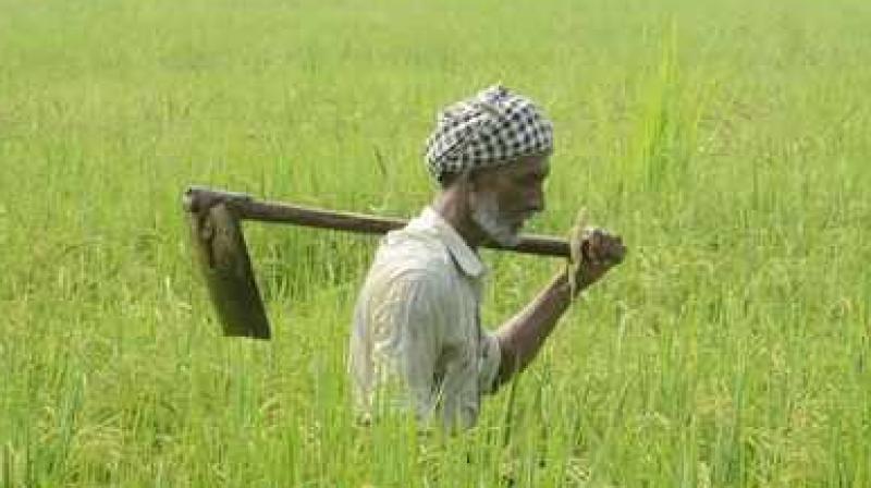 Farmer Farmer