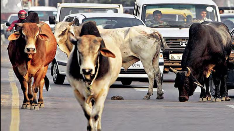 cow cow