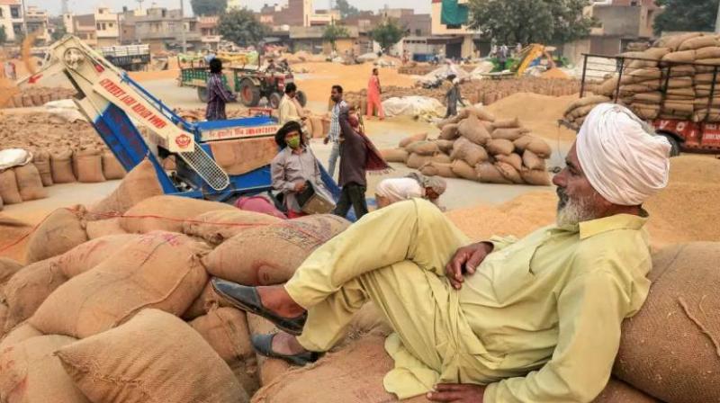 Paddy procurement in Punjab starts from tomorrow Paddy procurement in Punjab starts from tomorrow