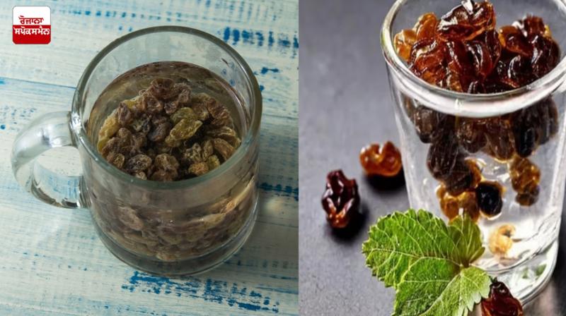 Raisin water is very beneficial for health News