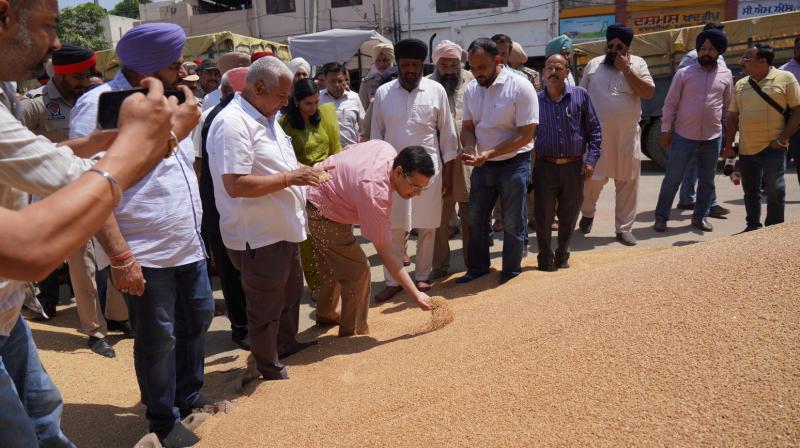 66.8 MT wheat has already arrived in Punjab’s grain markets 66.8 MT wheat has already arrived in Punjab’s grain markets