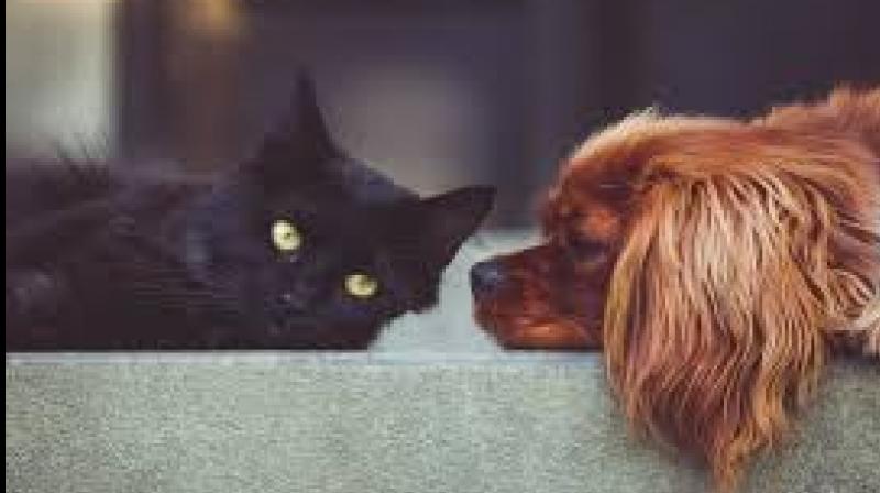Dogs and Cats Dogs and Cats